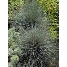 Azure blue fescue