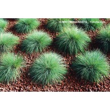Azure blue fescue