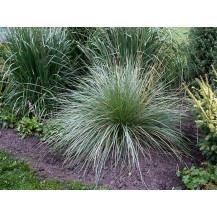 Atlas fescue