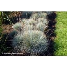 Wallis Fescue