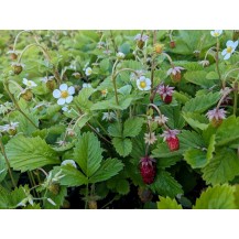 Alpine Strawberry