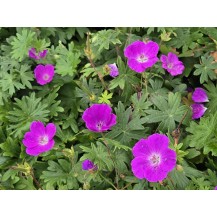 Cranesbill