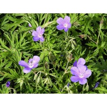 Cranesbill