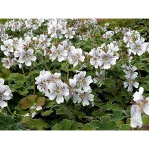 Cranesbill