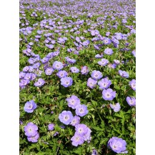 Cranesbill