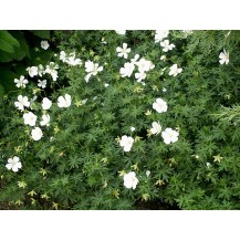 Cranesbill