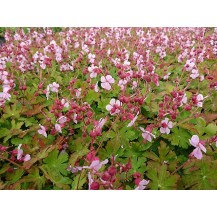 Cranesbill