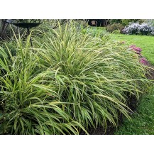 Japanese Forest Grass