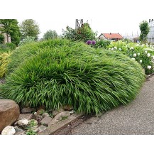 Japanese forest grass