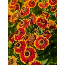 Sneezeweed