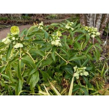 Corsican hellebore