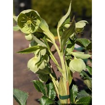 Corsican hellebore