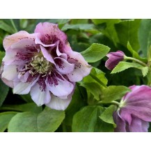 Lenten rose