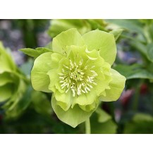 Lenten rose