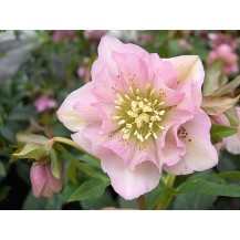 Lenten rose