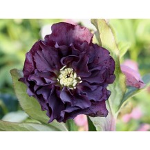 Lenten rose