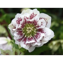 Lenten rose