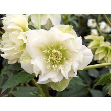 Lenten rose