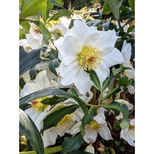 Christmas Rose