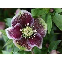 Lenten rose