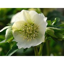 Lenten rose