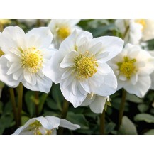 Christmas Rose