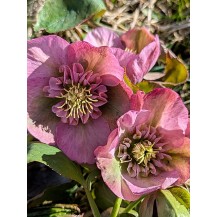 Lenten rose
