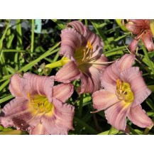 Daylily