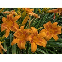 Daylily