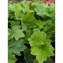 Coral bells