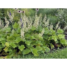 Coral bells