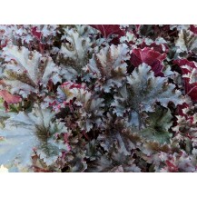 Coral bells