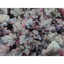 Coral bells