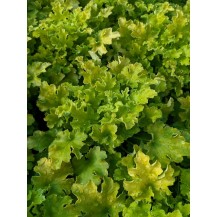 Coral bells