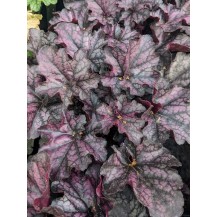 Coral bells
