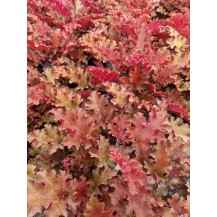 Coral bells