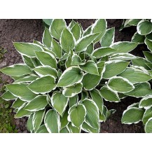 Hosta