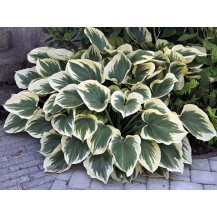 Hosta