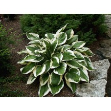 Hosta