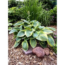 Hosta