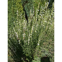 Hyssop