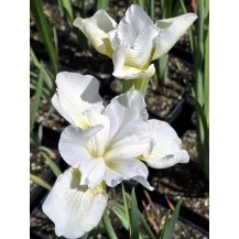 Siberian iris
