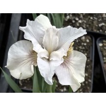 Siberian iris