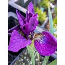 Siberian iris