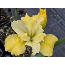 Siberian iris