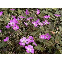 Cranesbill