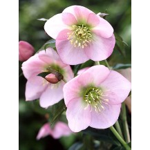 Lenten rose