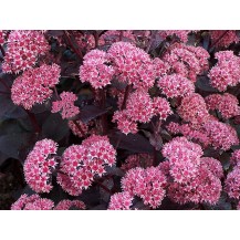 Stonecrop