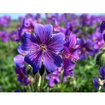 Cranesbill