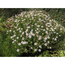 Korean Aster, kalimeris